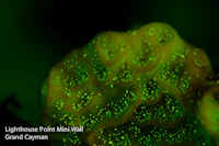 Glow Dive Yellow Barrier Filter - Image 3