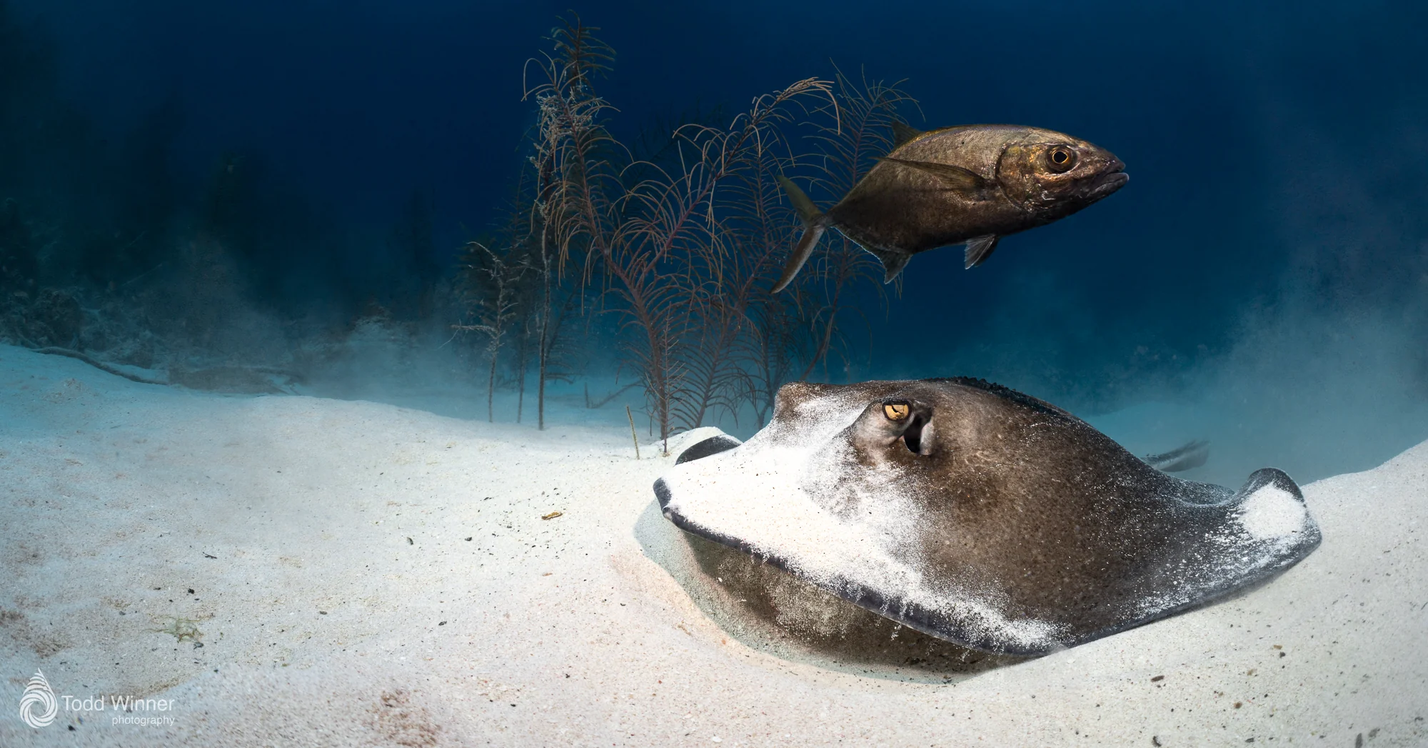 Grand Cayman 7 Day Workshop 9/5-9/12 2026 - Image 2