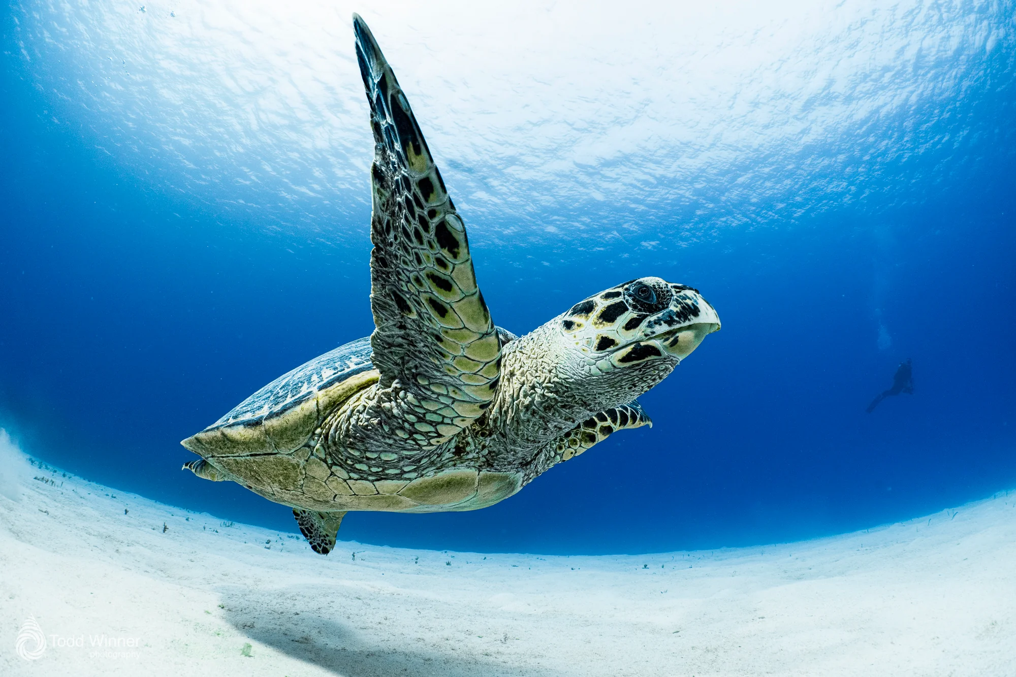 Grand Cayman 7 Day Workshop 9/5-9/12 2026 - Image 3