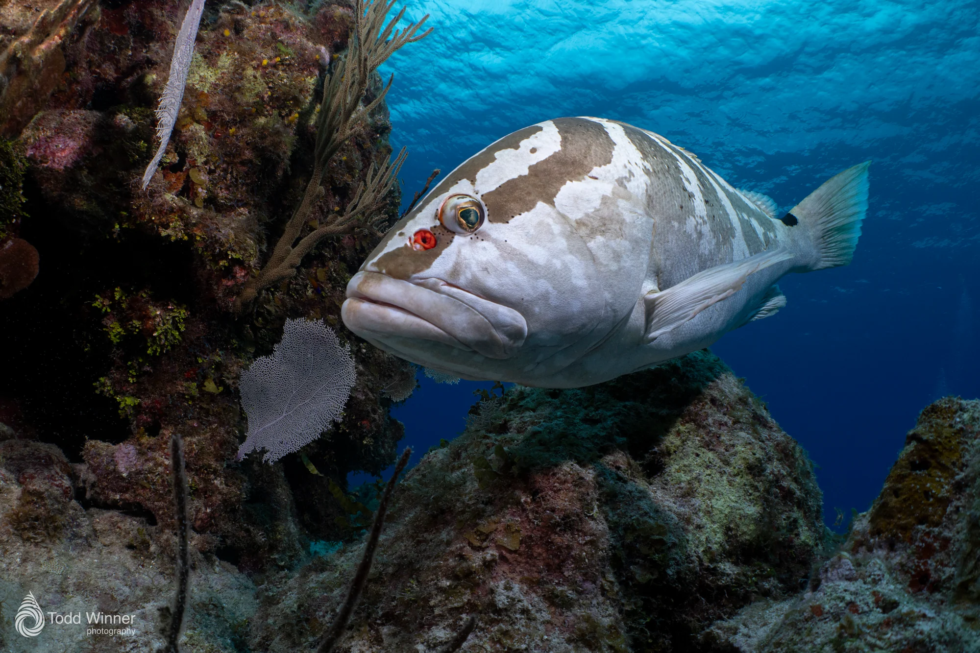 Grand Cayman 7 Day Workshop 9/5-9/12 2026 - Image 4