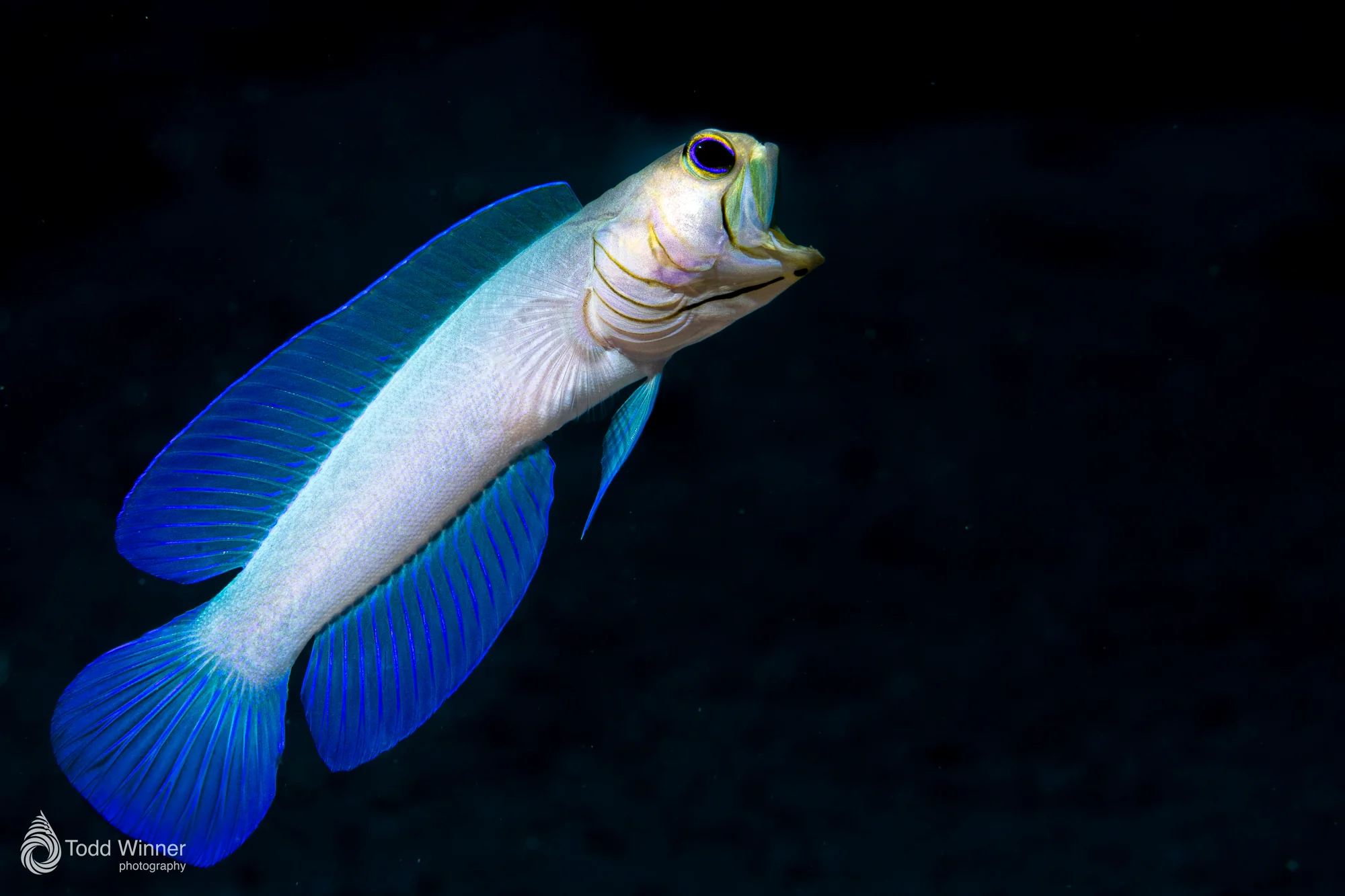 Grand Cayman 7 Day Workshop 9/5-9/12 2026 - Image 5