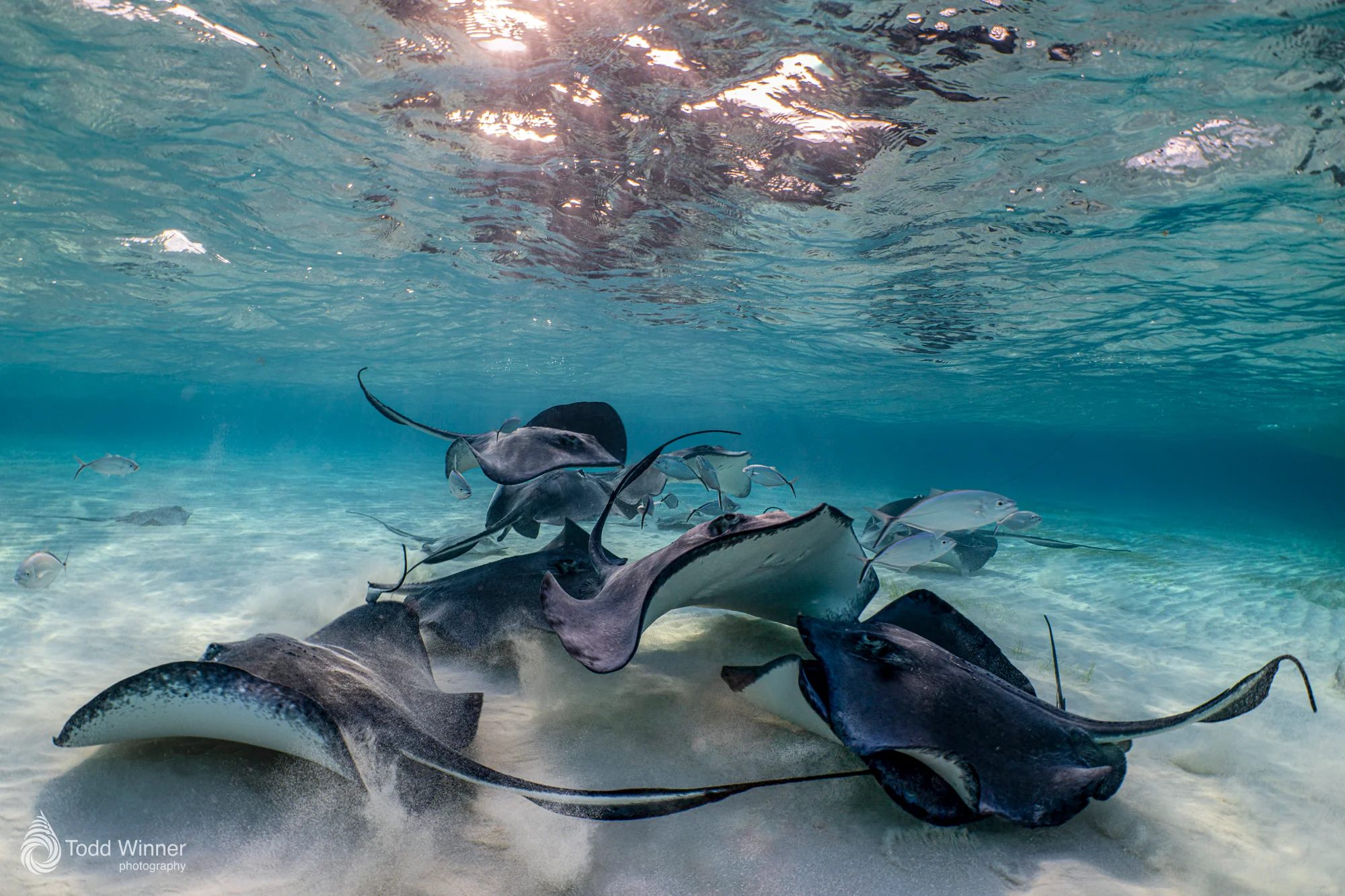 Grand Cayman 7 Day Workshop 9/5-9/12 2026 - Image 6