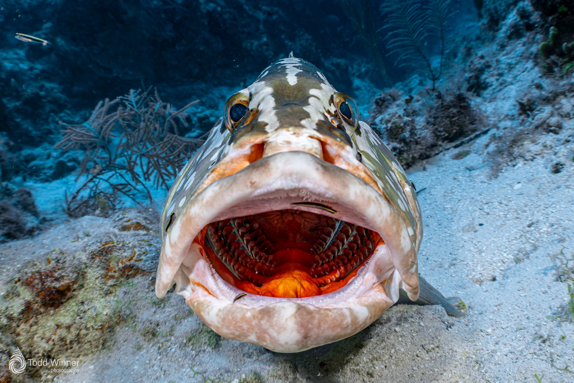 Grand Cayman 7 Day Workshop 9/5-9/12 2026 - Image 7