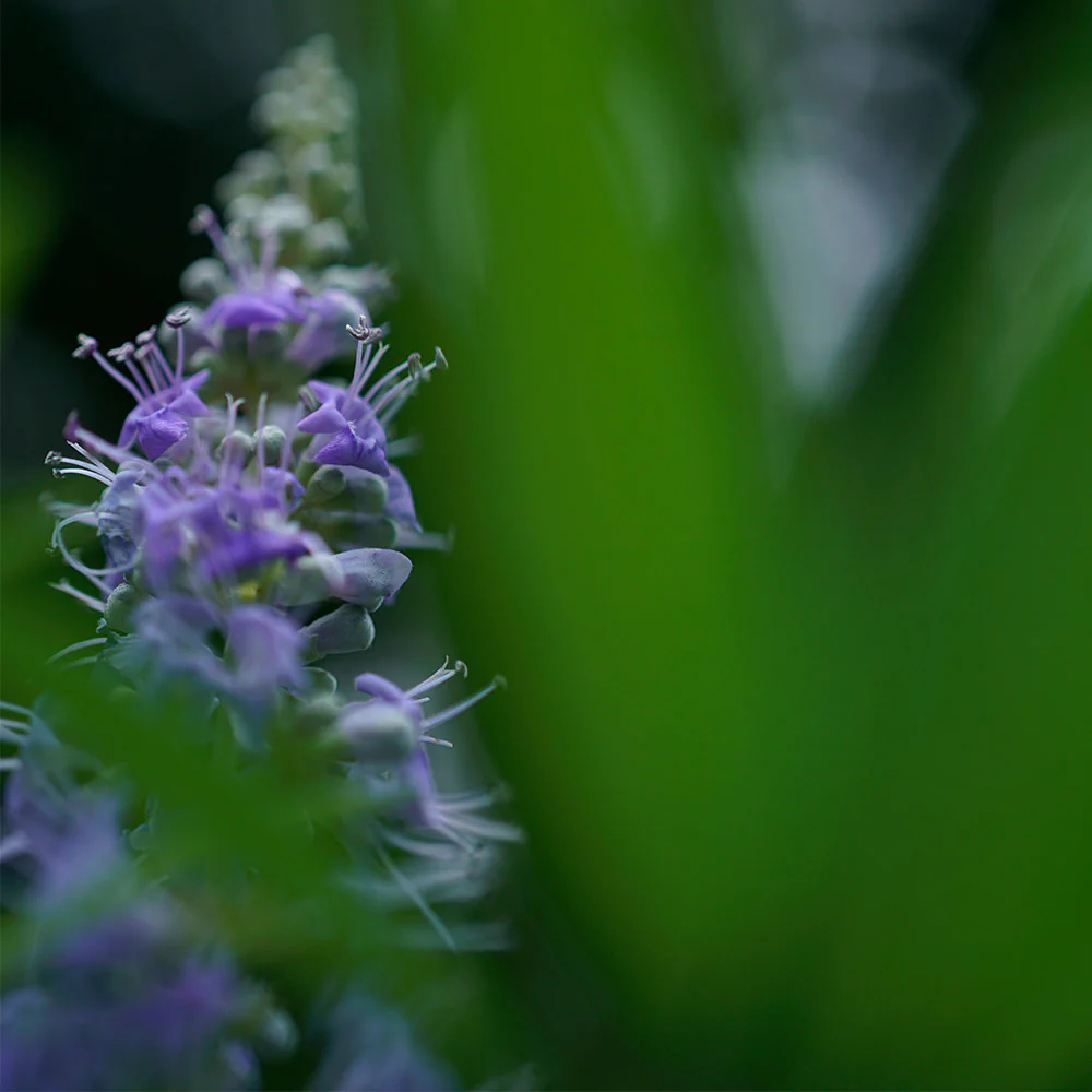 Sony FE 50mm f/2.8 Macro Lens - Image 9